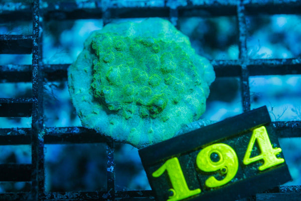 wholesale_coral - saltwater_fish saltwater_coral - rare corals - coralsdepot - Corals_Depot - live_corals - eye - catching - coral quality_marine_fish - quality - marine discoun