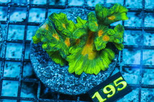 wholesale_coral - saltwater_fish saltwater_coral - rare corals - coralsdepot - Corals_Depot - live_corals - eye - catching - coral quality_marine_fish - quality - marine discoun
