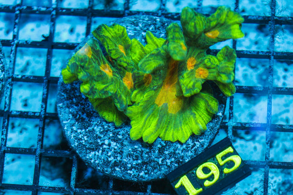 wholesale_coral - saltwater_fish saltwater_coral - rare corals - coralsdepot - Corals_Depot - live_corals - eye - catching - coral quality_marine_fish - quality - marine discoun