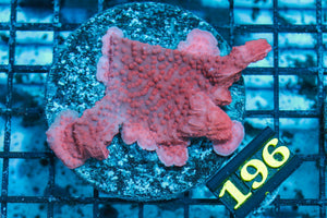 wholesale_coral - saltwater_fish saltwater_coral - rare corals - coralsdepot - Corals_Depot - live_corals - eye - catching - coral quality_marine_fish - quality - marine discoun