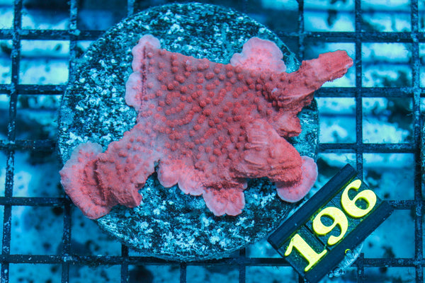 wholesale_coral - saltwater_fish saltwater_coral - rare corals - coralsdepot - Corals_Depot - live_corals - eye - catching - coral quality_marine_fish - quality - marine discoun