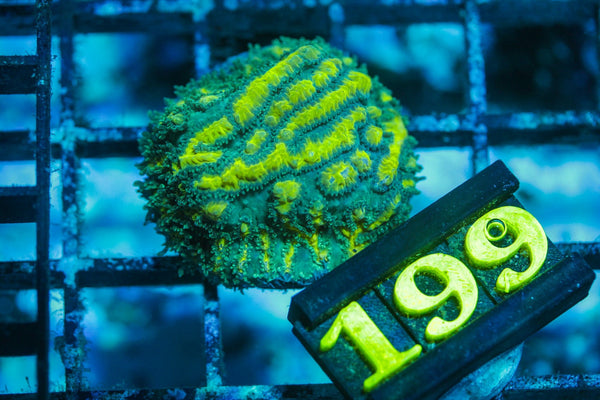 wholesale_coral - saltwater_fish saltwater_coral - rare corals - coralsdepot - Corals_Depot - live_corals - eye - catching - coral quality_marine_fish - quality - marine discoun