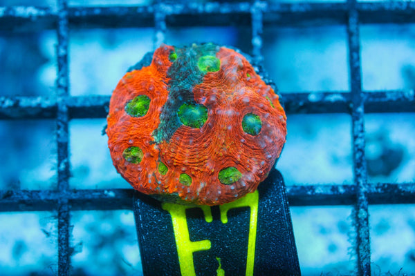 wholesale_coral - saltwater_fish saltwater_coral - rare corals - coralsdepot - Corals_Depot - live_corals - eye - catching - coral quality_marine_fish - quality - marine discoun