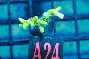 wholesale_coral - saltwater_fish saltwater_coral - rare corals - coralsdepot - Corals_Depot - live_corals - eye - catching - coral quality_marine_fish - quality - marine discoun