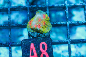 wholesale_coral - saltwater_fish saltwater_coral - rare corals - coralsdepot - Corals_Depot - live_corals - eye - catching - coral quality_marine_fish - quality - marine discoun