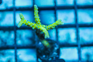wholesale_coral - saltwater_fish saltwater_coral - rare corals - coralsdepot - Corals_Depot - live_corals - eye - catching - coral quality_marine_fish - quality - marine discoun