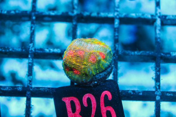 wholesale_coral - saltwater_fish saltwater_coral - rare corals - coralsdepot - Corals_Depot - live_corals - eye - catching - coral quality_marine_fish - quality - marine discoun