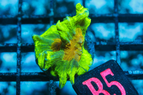 wholesale_coral - saltwater_fish saltwater_coral - rare corals - coralsdepot - Corals_Depot - live_corals - eye - catching - coral quality_marine_fish - quality - marine discoun