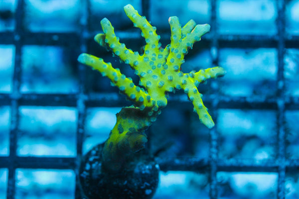 wholesale_coral - saltwater_fish saltwater_coral - rare corals - coralsdepot - Corals_Depot - live_corals - eye - catching - coral quality_marine_fish - quality - marine discoun