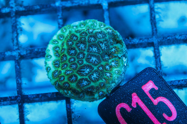 wholesale_coral - saltwater_fish saltwater_coral - rare corals - coralsdepot - Corals_Depot - live_corals - eye - catching - coral quality_marine_fish - quality - marine discoun