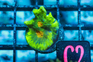 wholesale_coral - saltwater_fish saltwater_coral - rare corals - coralsdepot - Corals_Depot - live_corals - eye - catching - coral quality_marine_fish - quality - marine discoun