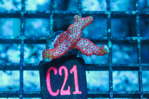 wholesale_coral - saltwater_fish saltwater_coral - rare corals - coralsdepot - Corals_Depot - live_corals - eye - catching - coral quality_marine_fish - quality - marine discoun