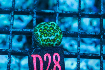 wholesale_coral - saltwater_fish saltwater_coral - rare corals - coralsdepot - Corals_Depot - live_corals - eye - catching - coral quality_marine_fish - quality - marine discoun