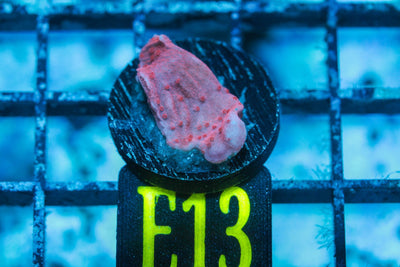 wholesale_coral - saltwater_fish saltwater_coral - rare corals - coralsdepot - Corals_Depot - live_corals - eye - catching - coral quality_marine_fish - quality - marine discoun