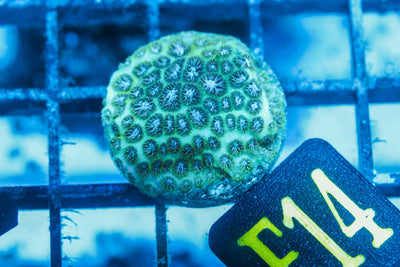 wholesale_coral - saltwater_fish saltwater_coral - rare corals - coralsdepot - Corals_Depot - live_corals - eye - catching - coral quality_marine_fish - quality - marine discoun