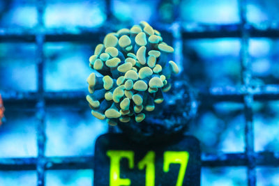 wholesale_coral - saltwater_fish saltwater_coral - rare corals - coralsdepot - Corals_Depot - live_corals - eye - catching - coral quality_marine_fish - quality - marine discoun