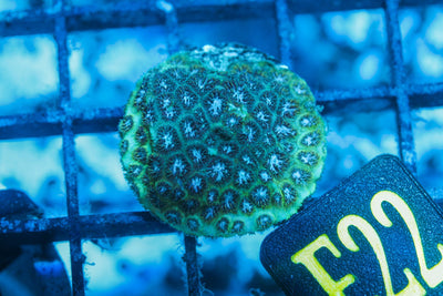 wholesale_coral - saltwater_fish saltwater_coral - rare corals - coralsdepot - Corals_Depot - live_corals - eye - catching - coral quality_marine_fish - quality - marine discoun