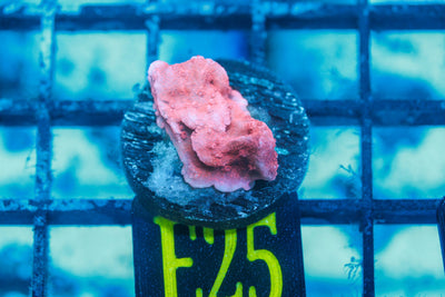 wholesale_coral - saltwater_fish saltwater_coral - rare corals - coralsdepot - Corals_Depot - live_corals - eye - catching - coral quality_marine_fish - quality - marine discoun