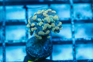 wholesale_coral - saltwater_fish saltwater_coral - rare corals - coralsdepot - Corals_Depot - live_corals - eye - catching - coral quality_marine_fish - quality - marine discoun