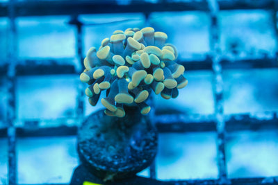wholesale_coral - saltwater_fish saltwater_coral - rare corals - coralsdepot - Corals_Depot - live_corals - eye - catching - coral quality_marine_fish - quality - marine discoun