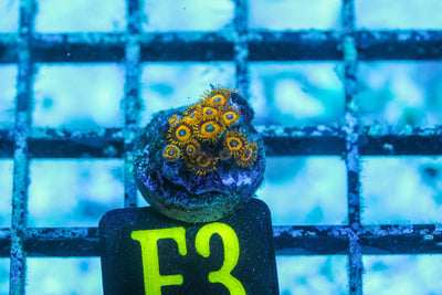 wholesale_coral - saltwater_fish saltwater_coral - rare corals - coralsdepot - Corals_Depot - live_corals - eye - catching - coral quality_marine_fish - quality - marine discoun