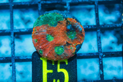 wholesale_coral - saltwater_fish saltwater_coral - rare corals - coralsdepot - Corals_Depot - live_corals - eye - catching - coral quality_marine_fish - quality - marine discoun