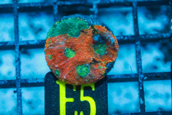 wholesale_coral - saltwater_fish saltwater_coral - rare corals - coralsdepot - Corals_Depot - live_corals - eye - catching - coral quality_marine_fish - quality - marine discoun