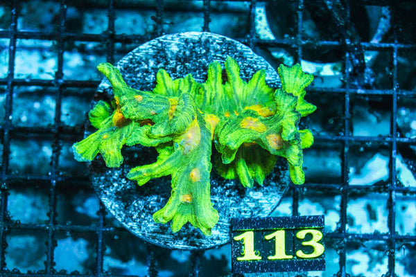 wholesale_coral - saltwater_fish saltwater_coral - rare corals - coralsdepot - Corals_Depot - live_corals - eye-catching-coral quality_marine_fish -quality-marine discoun