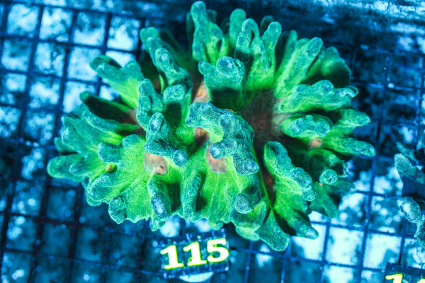 wholesale_coral - saltwater_fish saltwater_coral - rare corals - coralsdepot - Corals_Depot - live_corals - eye-catching-coral quality_marine_fish -quality-marine discoun