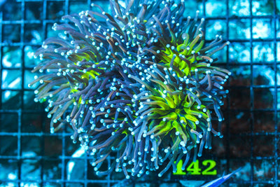 wholesale_coral - saltwater_fish saltwater_coral - rare corals - coralsdepot - Corals_Depot - live_corals - eye-catching-coral quality_marine_fish -quality-marine discoun