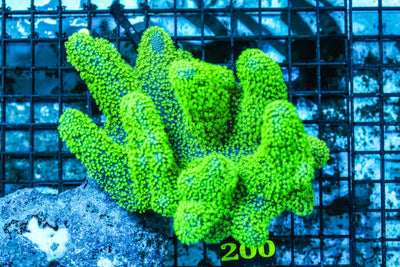 wholesale_coral - saltwater_fish saltwater_coral - rare corals - coralsdepot - Corals_Depot - live_corals - eye-catching-coral quality_marine_fish -quality-marine discoun