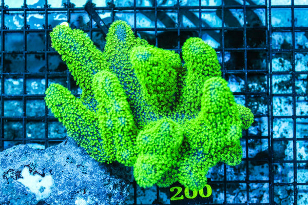 wholesale_coral - saltwater_fish saltwater_coral - rare corals - coralsdepot - Corals_Depot - live_corals - eye-catching-coral quality_marine_fish -quality-marine discoun