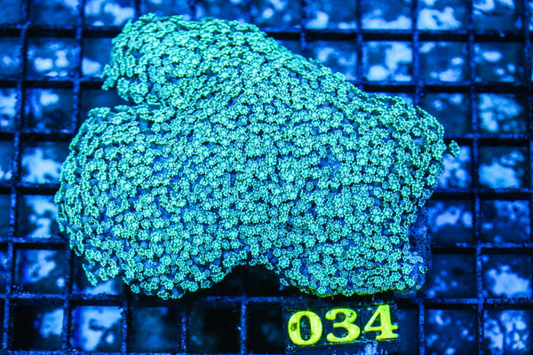 wholesale_coral - saltwater_fish saltwater_coral - rare corals - coralsdepot - Corals_Depot - live_corals - eye-catching-coral quality_marine_fish -quality-marine discoun