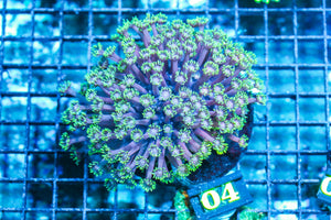 wholesale_coral - saltwater_fish saltwater_coral - rare corals - coralsdepot - Corals_Depot - live_corals - eye-catching-coral quality_marine_fish -quality-marine discoun