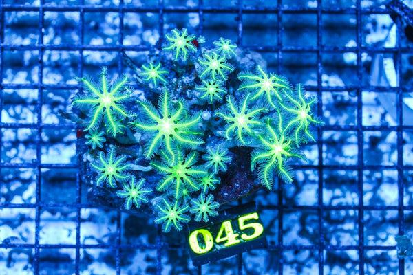 wholesale_coral - saltwater_fish saltwater_coral - rare corals - coralsdepot - Corals_Depot - live_corals - eye-catching-coral quality_marine_fish -quality-marine discoun