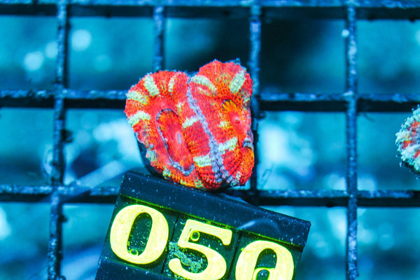 wholesale_coral - saltwater_fish saltwater_coral - rare corals - coralsdepot - Corals_Depot - live_corals - eye-catching-coral quality_marine_fish -quality-marine discoun