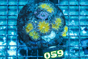 wholesale_coral - saltwater_fish saltwater_coral - rare corals - coralsdepot - Corals_Depot - live_corals - eye-catching-coral quality_marine_fish -quality-marine discoun
