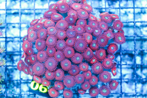 wholesale_coral - saltwater_fish saltwater_coral - rare corals - coralsdepot - Corals_Depot - live_corals - eye-catching-coral quality_marine_fish -quality-marine discoun
