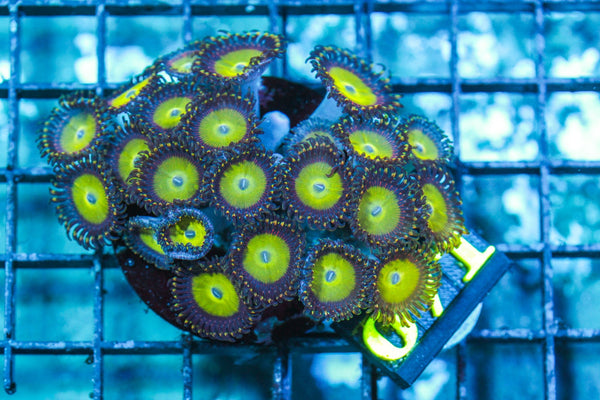 wholesale_coral - saltwater_fish saltwater_coral - rare corals - coralsdepot - Corals_Depot - live_corals - eye-catching-coral quality_marine_fish -quality-marine discoun