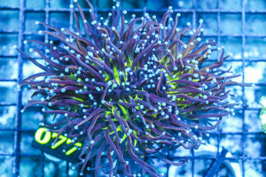 wholesale_coral - saltwater_fish saltwater_coral - rare corals - coralsdepot - Corals_Depot - live_corals - eye-catching-coral quality_marine_fish -quality-marine discoun
