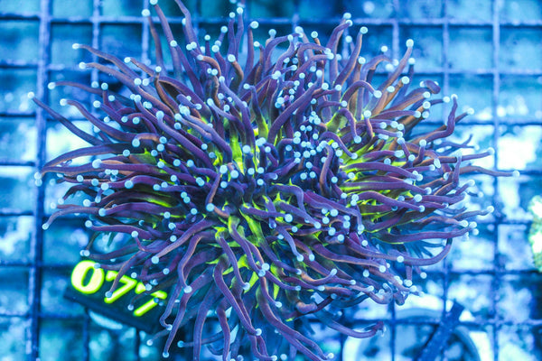wholesale_coral - saltwater_fish saltwater_coral - rare corals - coralsdepot - Corals_Depot - live_corals - eye-catching-coral quality_marine_fish -quality-marine discoun