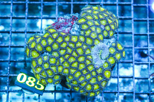 wholesale_coral - saltwater_fish saltwater_coral - rare corals - coralsdepot - Corals_Depot - live_corals - eye-catching-coral quality_marine_fish -quality-marine discoun