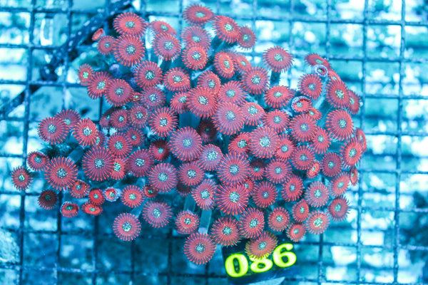wholesale_coral - saltwater_fish saltwater_coral - rare corals - coralsdepot - Corals_Depot - live_corals - eye-catching-coral quality_marine_fish -quality-marine discoun