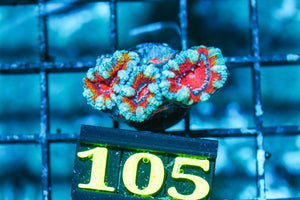 wholesale_coral - saltwater_fish saltwater_coral - rare corals - coralsdepot - Corals_Depot - live_corals - eye-catching-coral quality_marine_fish -quality-marine discoun