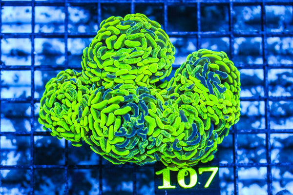 wholesale_coral - saltwater_fish saltwater_coral - rare corals - coralsdepot - Corals_Depot - live_corals - eye-catching-coral quality_marine_fish -quality-marine discoun