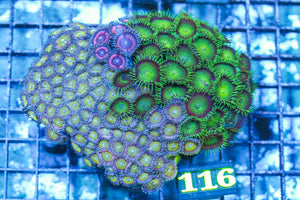 wholesale_coral - saltwater_fish saltwater_coral - rare corals - coralsdepot - Corals_Depot - live_corals - eye-catching-coral quality_marine_fish -quality-marine discoun