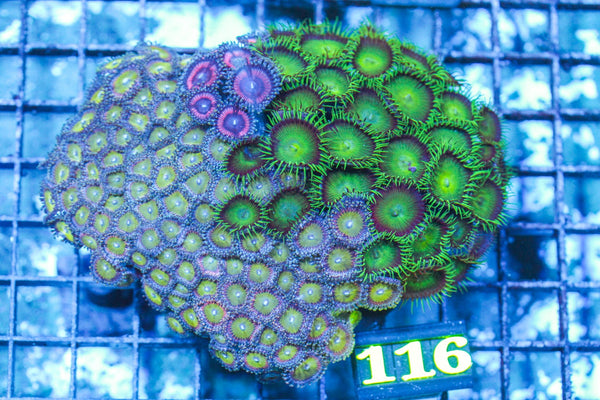 wholesale_coral - saltwater_fish saltwater_coral - rare corals - coralsdepot - Corals_Depot - live_corals - eye-catching-coral quality_marine_fish -quality-marine discoun