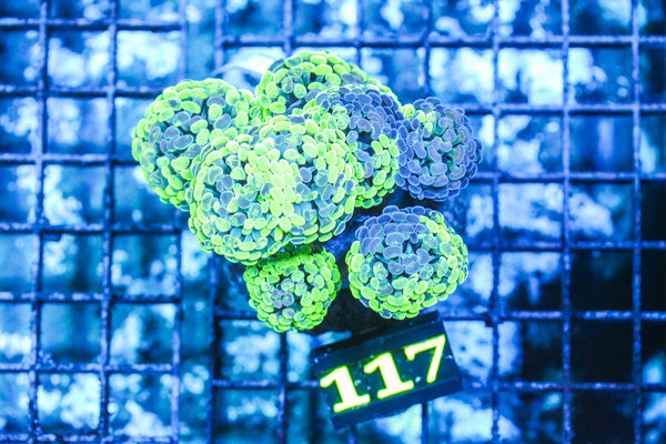 wholesale_coral - saltwater_fish saltwater_coral - rare corals - coralsdepot - Corals_Depot - live_corals - eye-catching-coral quality_marine_fish -quality-marine discoun