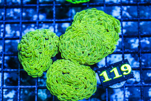 wholesale_coral - saltwater_fish saltwater_coral - rare corals - coralsdepot - Corals_Depot - live_corals - eye-catching-coral quality_marine_fish -quality-marine discoun
