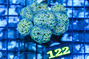 wholesale_coral - saltwater_fish saltwater_coral - rare corals - coralsdepot - Corals_Depot - live_corals - eye-catching-coral quality_marine_fish -quality-marine discoun